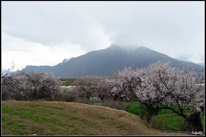 其實這裏只是一個小山腰田地，種滿了桃花樹。