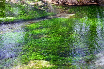 翠綠的水草在水底飄盪著。