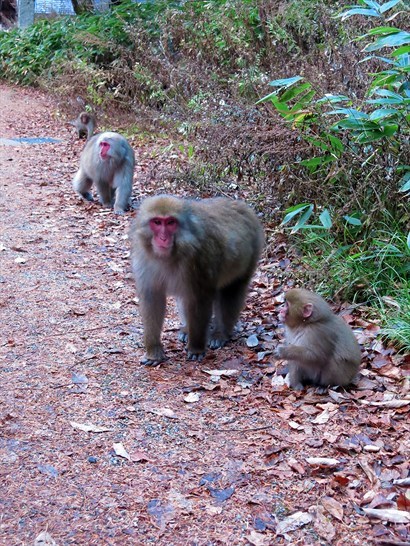 吃飽後再在附近走走，看見很多猴子。