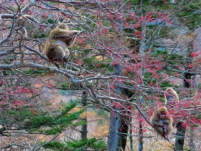 這些猴子跟香港的猴子一樣不怕人，在接近人群的樹上開餐。