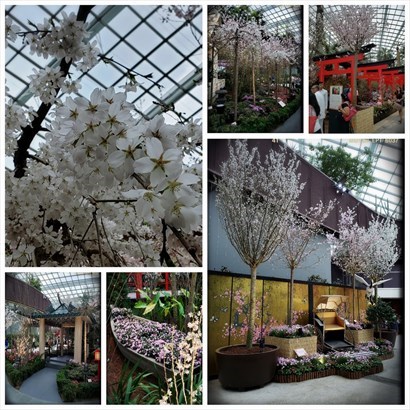 Flower Dome: 日式庭園及櫻花林