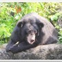 保育類台灣黑熊