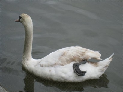 Dirty and odd swan
