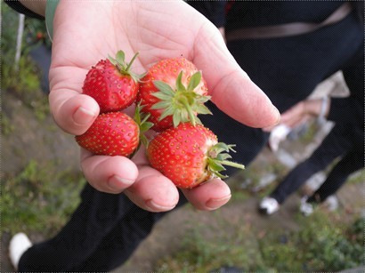 在阿媽手中的草莓