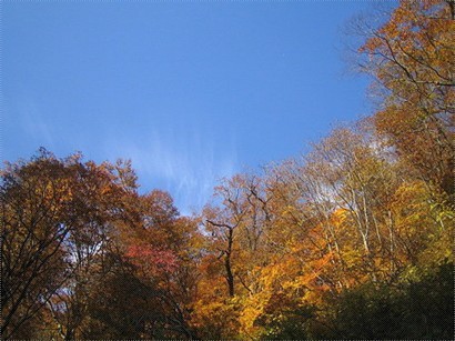 秋葉影藍天