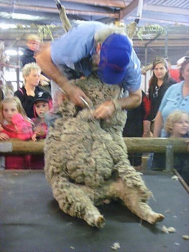 每日有幾場表演為棉羊脫毛，看到棉羊極力掙扎，好像很痛的樣子…