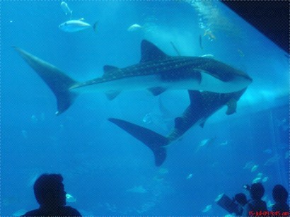 水族館(鲸鯊)