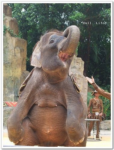 大象表演!!  大象大象你的鼻子為什麼還是那麼長 這麼大的一隻，可以這樣座，真的不簡單..