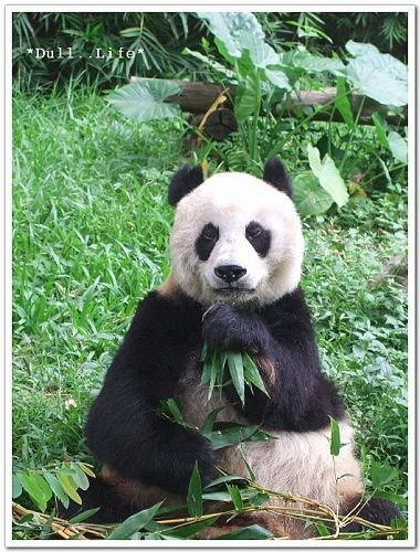 活潑的熊貓