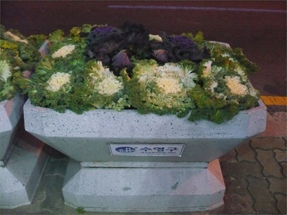 韓國的綠化唔係花草, 而係以「椰菜花』做點綴。(釜山很多地方都會見到。)