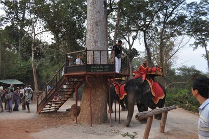 除了步行上巴肯山，也可以選擇騎大象，盛惠USD20