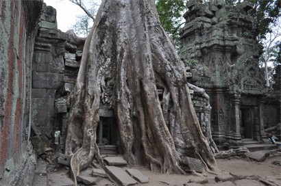 古廟被大樹吞噬