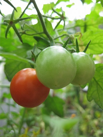 里佳家後花園的 Tomato ღ