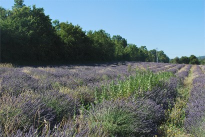 lavender field in sault 