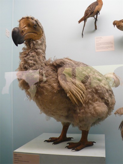 Dodo 鳥標本