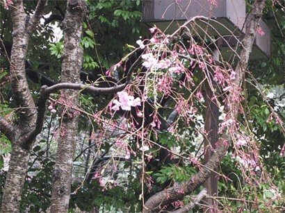 八芳園：粉紅櫻花
