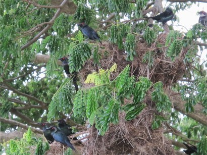 黃昏時份公園內樹上佈滿雀鳥