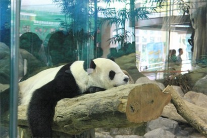 台北都有大熊貓