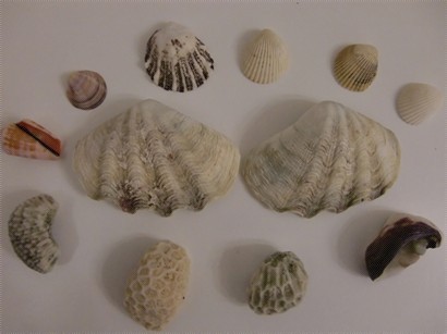 Shells I collected