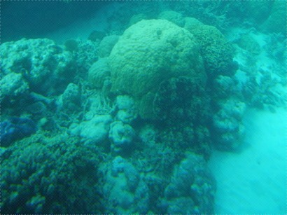 難得不用毛巾.....可連環於海底拍攝清楚的珊瑚呀!!