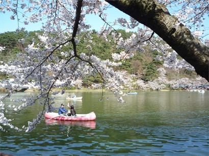坐船遊湖賞櫻，好浪漫。