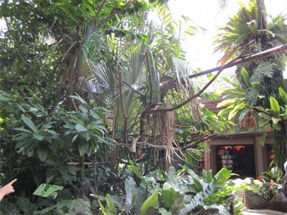 rainforest courtyard