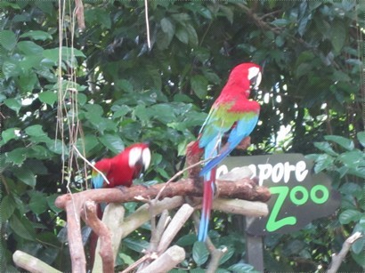 3 colour parrot