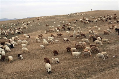羊是這裹最普遍的動物。能養上過百隻羊的家戶，都是很富有的。