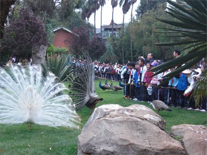 當日有好多學生參選動物園，白孔雀就少見。