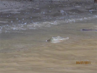 在河裡生活的野生鱷魚, 白天是BB鱷魚, 到晚上是大鱷魚出來搵食