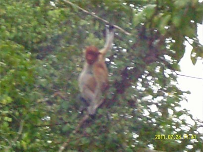 傍晚及早上, 都可見到婆羅洲獨有的長鼻猴家族