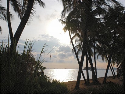 夕陽西下，椰林樹影，景致怡人。