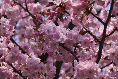 粉紫櫻花品種