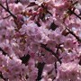 粉紫櫻花品種