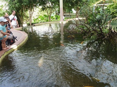 錦鯉池