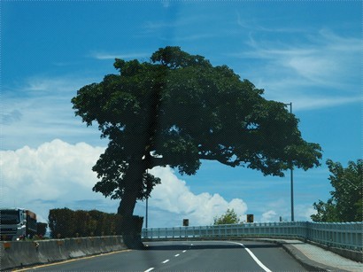 公路中的一株大樹