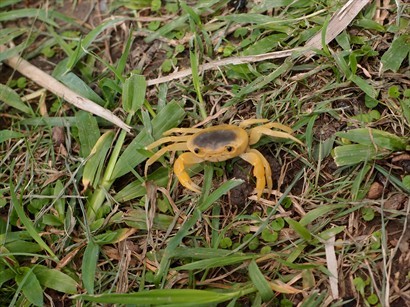 青草地上的一隻小黃蟹