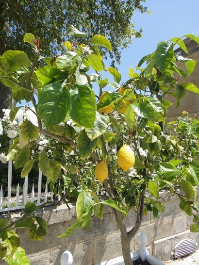 葡萄園旁之檸檬樹