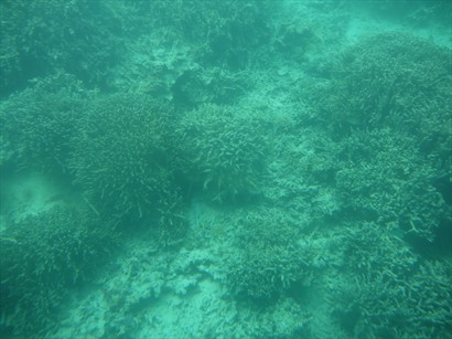 好大堆珊瑚礁