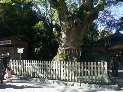 宮內不少百年大樹