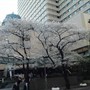 metropolitan門前的櫻花