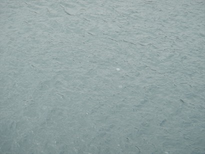 海中水母（白點）