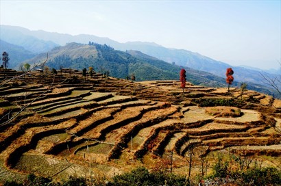 耕期已過，梯田乾涸了