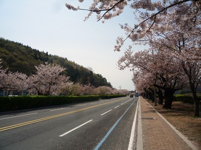 軍校兩旁種滿櫻花樹，幸好櫻花仍然開得好燦爛！前面不遠處就要坐巴士入去基地，唔可以立亂行。