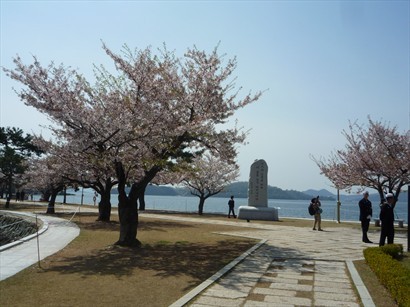 近海邊有幾棵櫻花，開得好靚，大家爭住拍照。