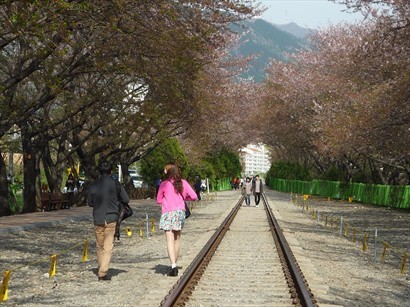 沒有火車經過時，遊人可以迎著落下的櫻花瓣漫步在路軌上。