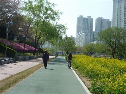 溫泉川有行人步道和單車徑，右邊開滿了黃色油菜花！
