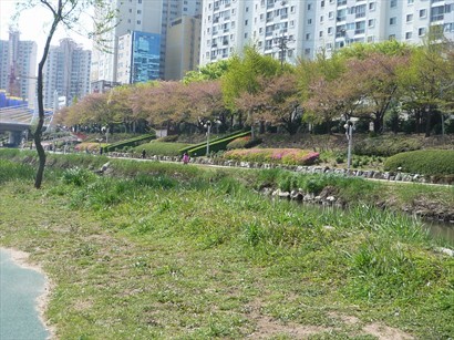 對岸櫻花樹都落左好多花啦。