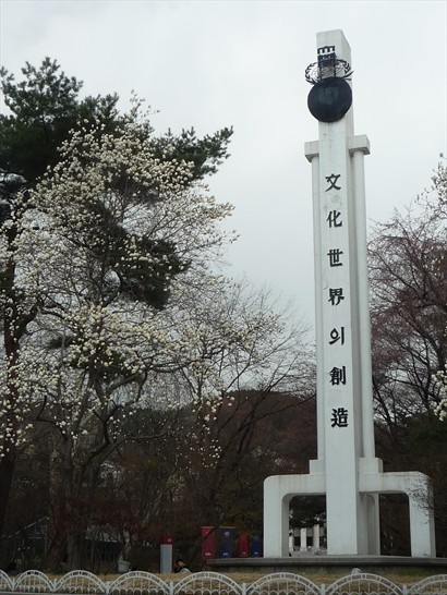 慶大大門口旁邊呢棵唔係櫻花，而係白玉蘭。