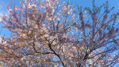 釜山櫻花代表：海雲台迎月路櫻花，近半櫻花已落，櫻花由盛轉衰。